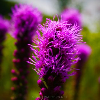 Chesterfield Central Park ( Shane Walters Images ) Flowers 0886